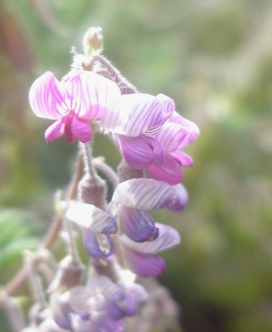 Lessertia perennans striped flowers